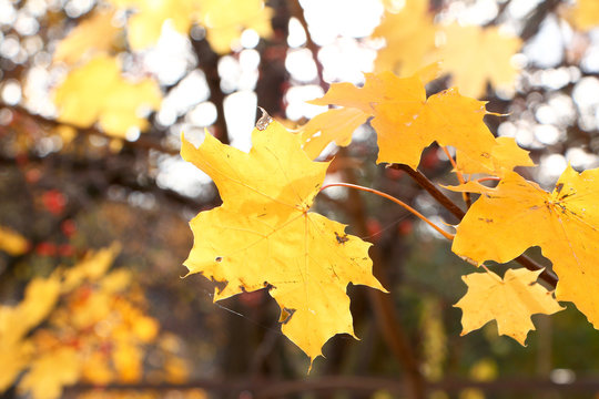 Dry yellow maple leaf on a branch..The nature of the middle band in October..Blurred background and warm colors.