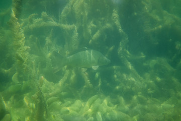 carp under water photography in a lake in Austria, amazing underwater fish photography
