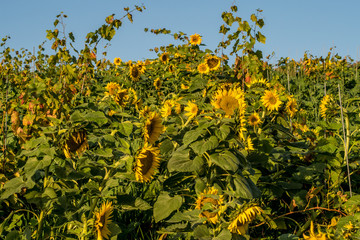 Sonnenblumen im Weinberg