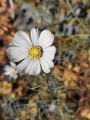 white flowers in garden