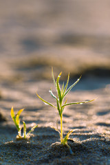young plant in the desert