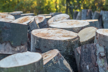 Baumstämme zu Brennholz gesägt und gestapelt © focus finder