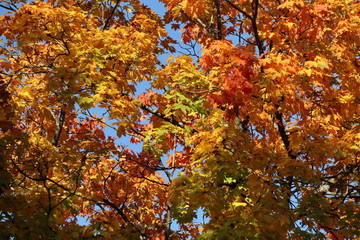 Fototapeta na wymiar Leuchtend buntes Herbstlaub am Baum
