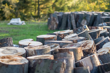 Baumstämme zu Brennholz gesägt und gestapelt