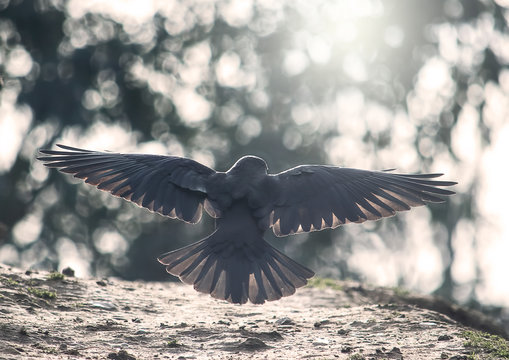 Black crow taking off from the ground
