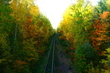 Tory kolejowe w jesiennym lesie