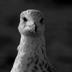 Seagull Black and White