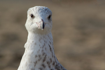 Close-up of a seagull on the beach