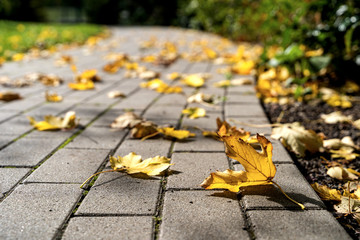 Yellow leaves platanus on a sidewalk during autumn morning afternoon