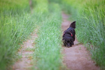 Tropiący pies © nitka_zaplatana