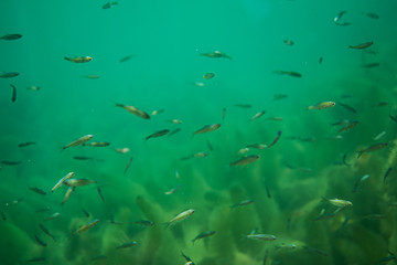 big school of small fish in a beautiful lake in austria