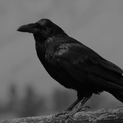 Black and White Raven