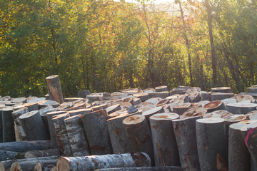 Baumstämme zu Brennholz gesägt und gestapelt © focus finder