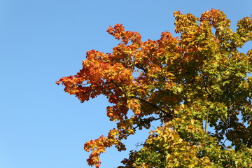 herbstlich verfärbter Baum