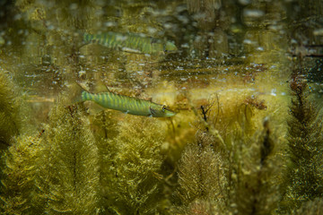 pike under water image, baby pike in a lake under water, underwater wildlife photography