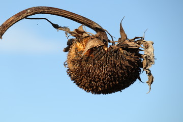 vertrocknete Sonnenblume im Herbst