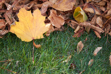 Close-up of yellow maple leaves on the green grass of the lawn, selective focus