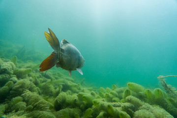 carp under water, under water photography in a beautiful lake in austria, Amazing under water fish image 