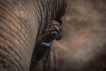 Oko słonia azjatyckiego - obrazy, fototapety, plakaty