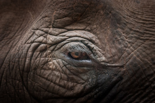 Fototapeta eye of an elephant