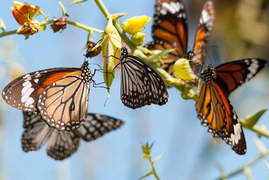 butterfly on flower