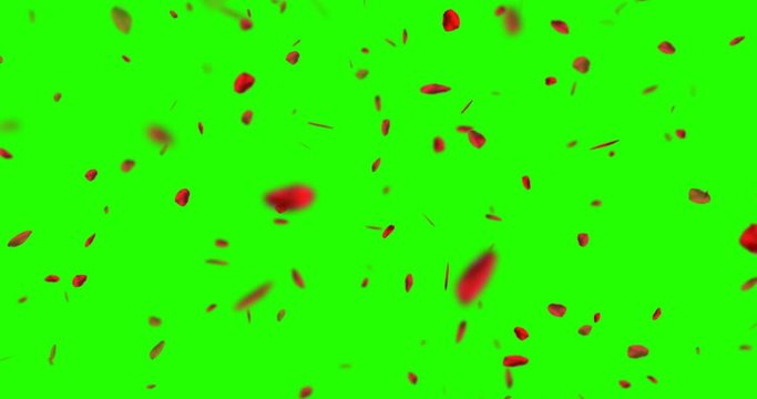 red rose petals flying on chroma key, green screen background, love and valentine day
