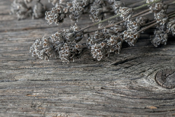 Twigs of dry lavender on the old gray vintage wooden background 