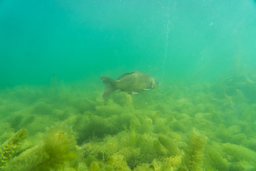 Fototapeta na wymiar carp under water, under water photography in a beautiful lake in austria, Amazing under water fish image 