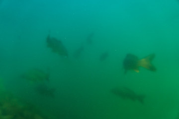 carp under water image, fish photography, under water photography, austrian lake wildlife