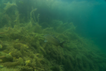 Naklejka na ściany i meble carp under water image, fish photography, under water photography, austrian lake wildlife