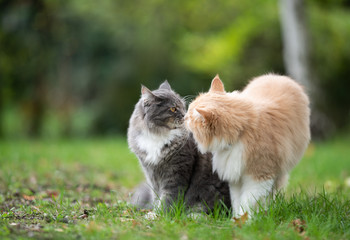 Naklejka na ściany i meble two cute fluffy maine coon cats meeting outdoors in nature on grass smelling each other