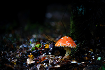 fly agaric mushroom in the forest