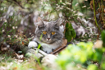 Naklejka na ściany i meble blue tabby maine coon cat outdoors hiding in bush on a sunny day
