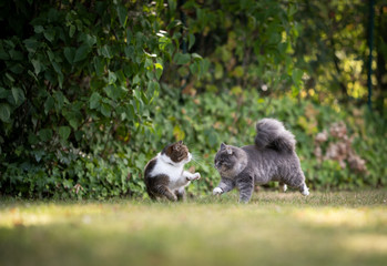 Obraz premium two playful cats outdoors in nature running on grass playing with each other