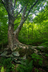 Fototapeta na wymiar Old birch tree in romantically lit forest