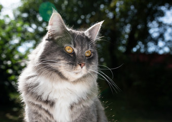 outdoor portrait of a blue  tabby maine coon cat in nature looking away in sunlight