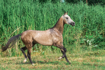 Fototapeta premium Buckskin akhal teke breed horse runs in the field near long water grass.