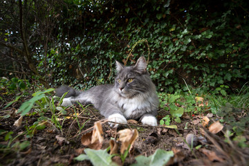 Naklejka na ściany i meble young blue tabby maine coon cat resting outdoors lying on autumn leaves observing the back yard