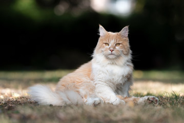 Obraz premium curious cream tabby ginger maine coon cat restin outdoors in back yard on dried up grass looking ahead