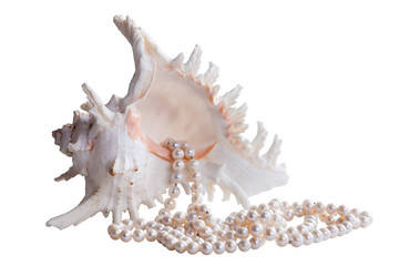 sea shell with pearlisolated on white background