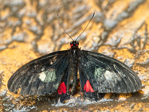 Heart of cattle butterfly on the ground