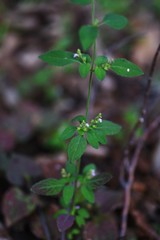 Fototapeta premium Mosla punctulata is an annual plant of the family Lamiaceae that grows in the shade of the field and blooms light purple flowers in the fall.