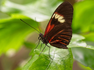 Fototapeta na wymiar Profile postman butterfly standing on a leaf