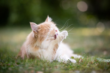 cream tabby ginger maine coon cat lying on grass grooming licking it's paw outdoors in the back...