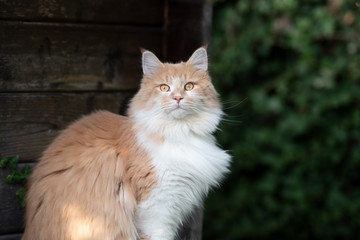 Obraz premium outdoors portrait of a cream tabby white maine coon cat in front of wooden shed looking at camera
