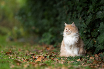 Fototapeta na wymiar cream tabby white maine coon cat sitting outdoors next to a green hedge on grass covered with autumn leaves looking to the side