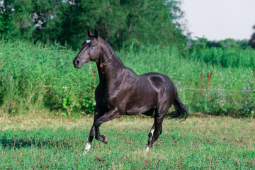 Naklejka na ściany i meble Black akhal teke breed horse runs in the field near long water grass.