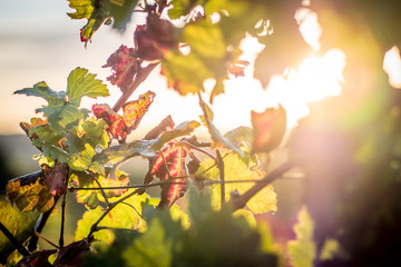 Weinblätter im Herbst