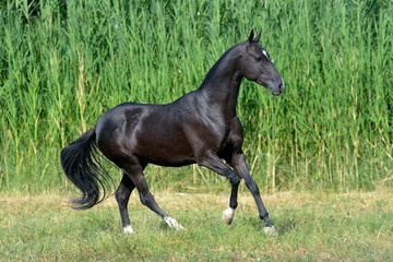 Black akhal teke breed horse runs in the field near long water grass.