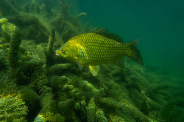 Fototapeta premium carp under water image, fish photography, under water photography, austrian lake wildlife